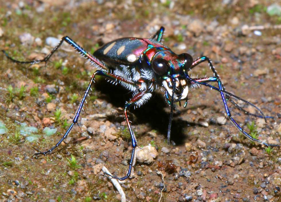 BlueSpottedTigerBeetle1oClock