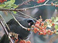 South-island-Kokako