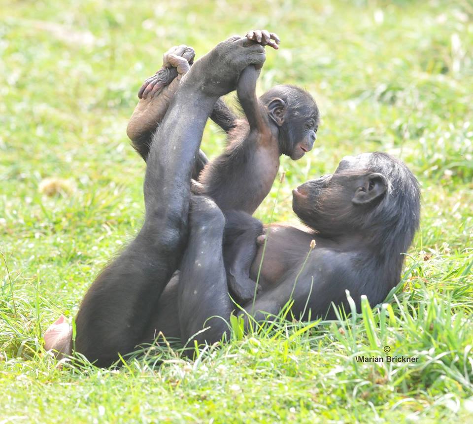 Die schönsten Tiere/Tierbilder der Welt tierbilder23