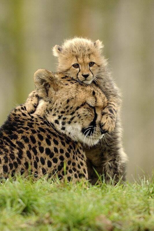 Die schönsten Tiere/Tierbilder der Welt tierbilder6