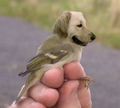 Bird dog