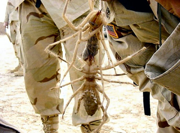 Camel-spider