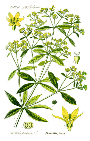 rubia cordifolia