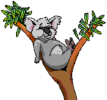 koala05