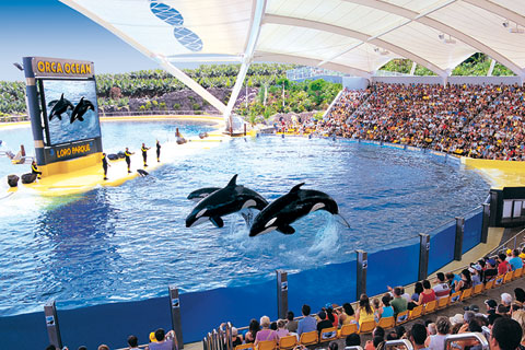 orcas-loro-parque-3