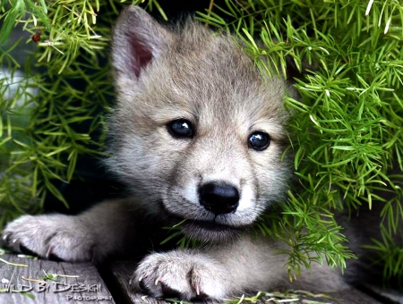 baby-wolf-wallpaper-3