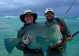 fly pARROTFISH HUMPHEAD Bolbometopon mur