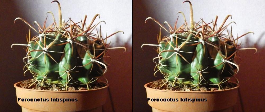 3D.Ferocactus