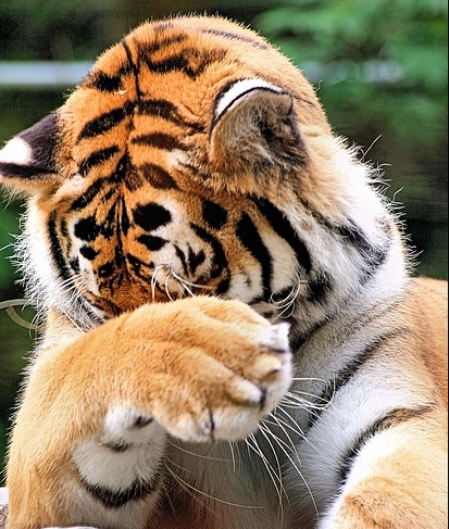 tiger hiding