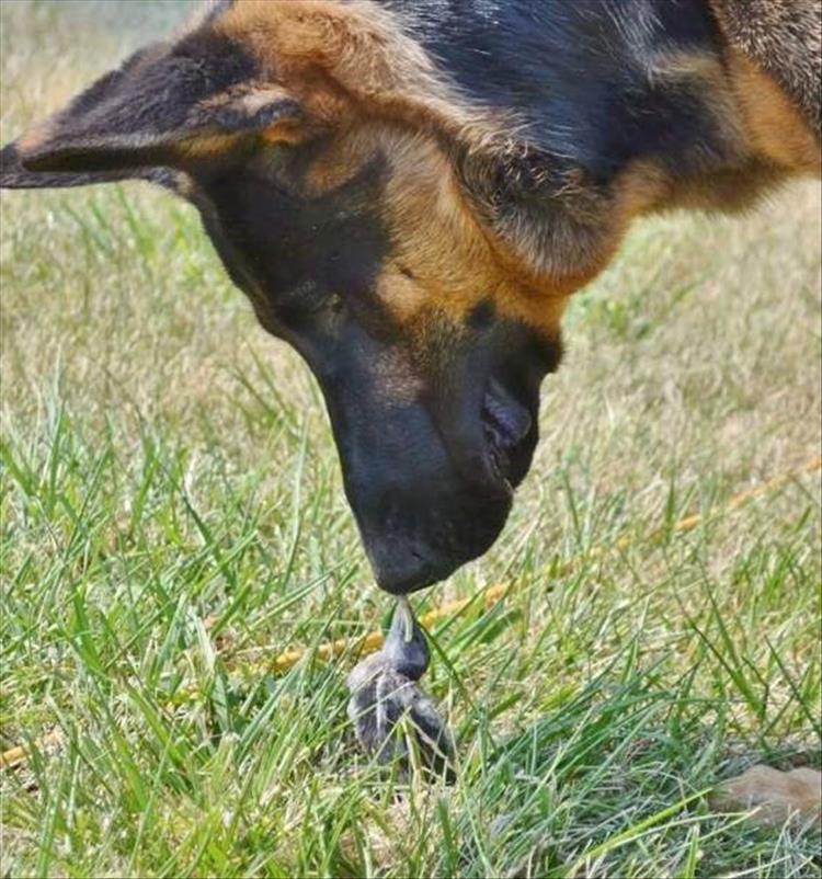 Die schönsten Tiere/Tierbilder der Welt dogweep