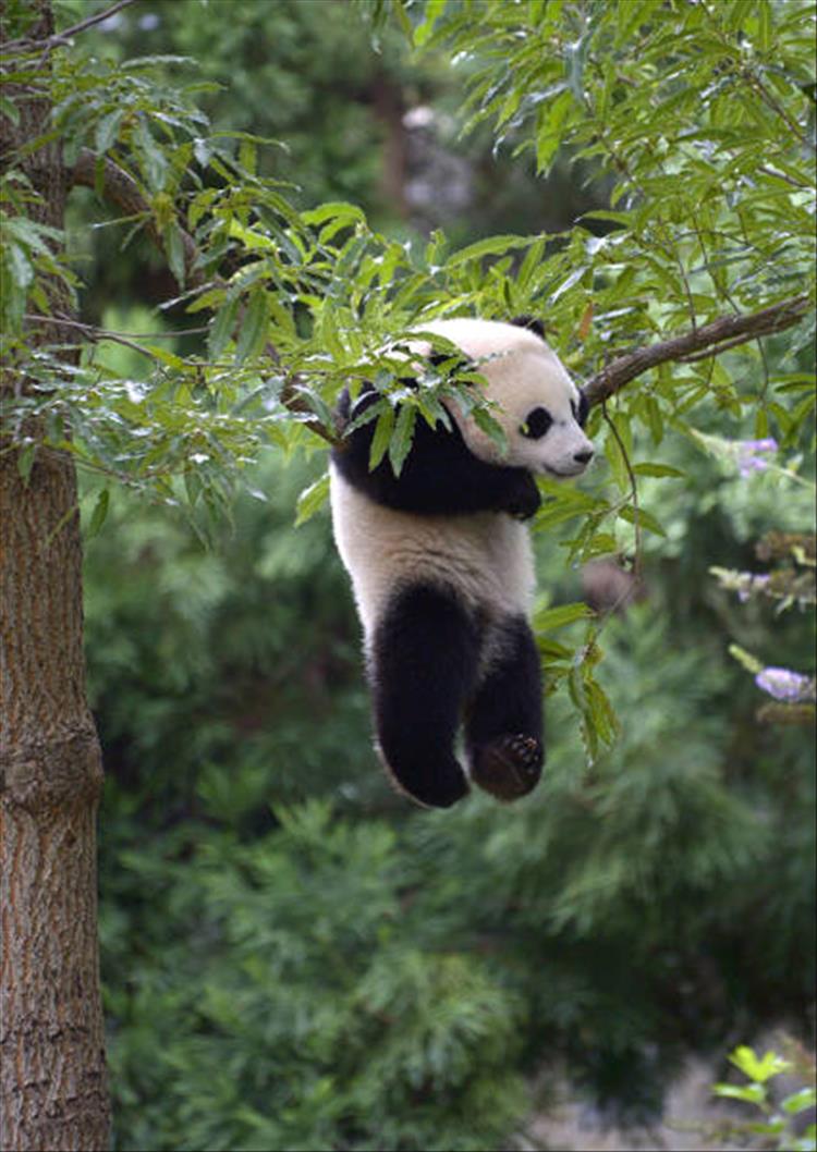 Die schönsten Tiere/Tierbilder der Welt panda