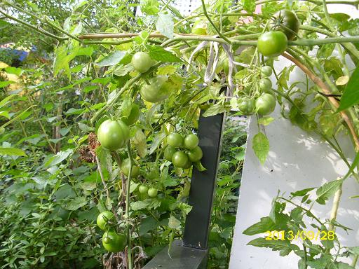 tomaten1