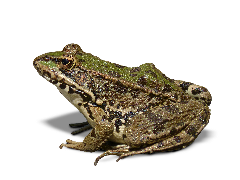 frog-1445824 960 720