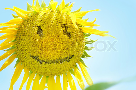 lachende Sonnenblume