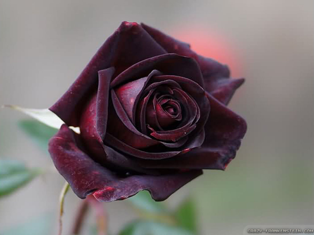 beautiful black rose wallpapers 1024x768