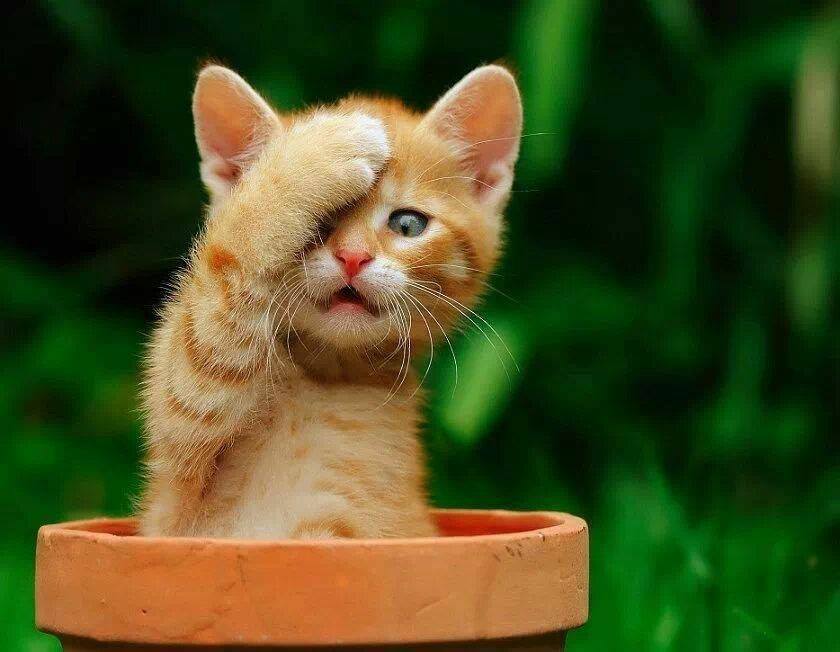 facepalm-cat