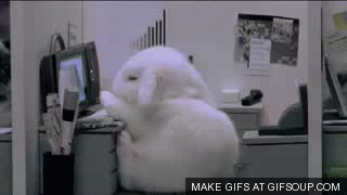 sleepy-office-bunny-o