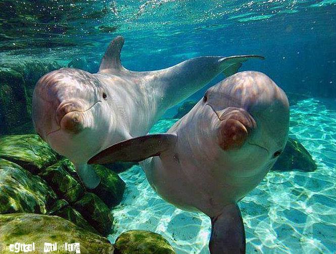 Die schönsten Tiere/Tierbilder der Welt tierfoto3