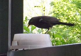 Amsel 1