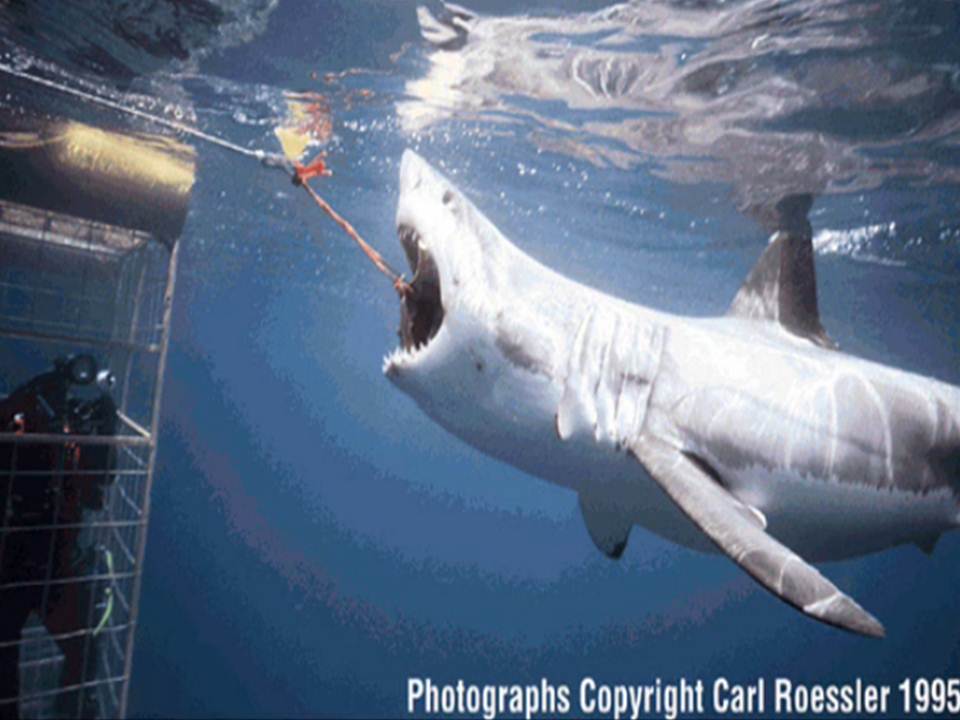 weisser Hai mit mehr als 5 Kiemen