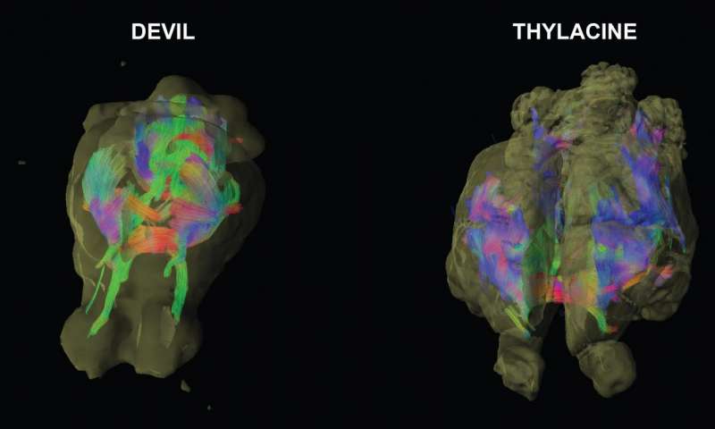 thylacine neuroimaging