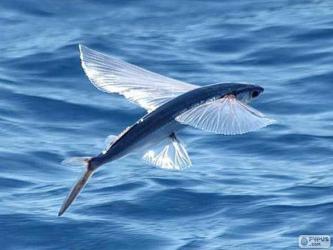 Fliegende Fische Fliegende Fische