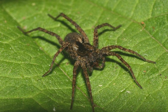 Pardosa hortensis