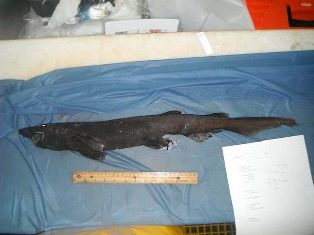 this-small-black-catshark-is-likely-a-ne