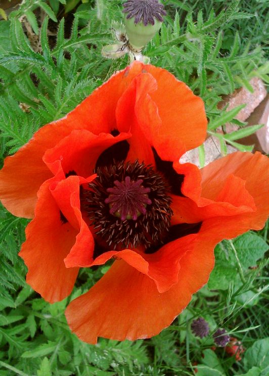 mohn