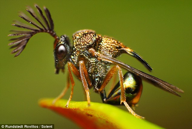 Eucharitid-Wasp