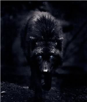 blackwolf