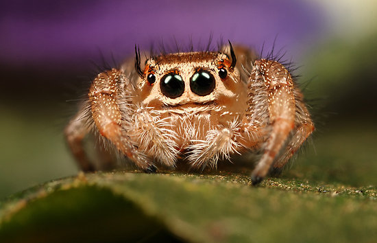 jumping-spider-another