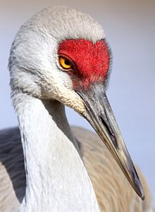 Grus canadensis -British Columbia Canada