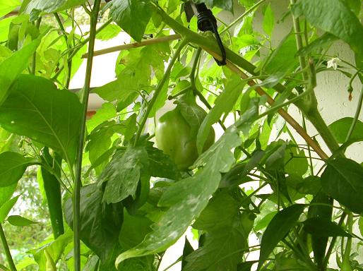 riesenfleischtomate