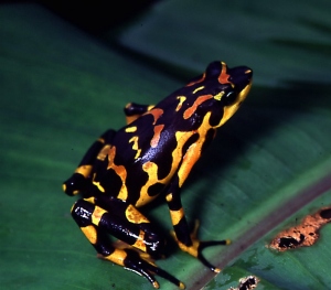 Atelopus Varius 3