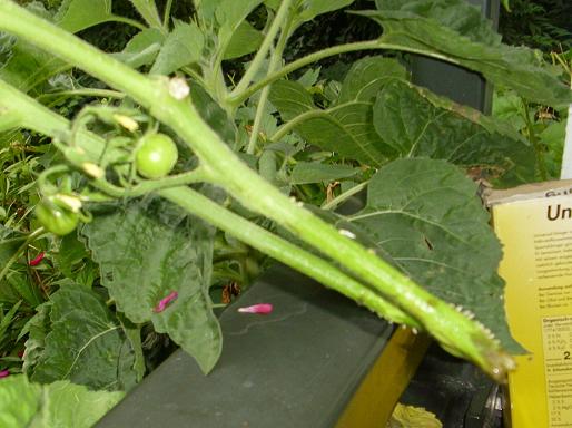 kirschtomaten 1