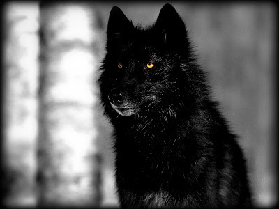 blackwolfhdwallpapers201305