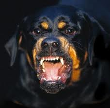 rottiboese