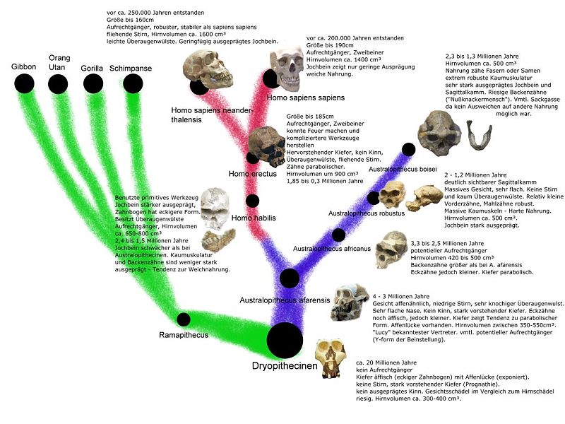 Grafik des Stammbaums der Dinosaurier