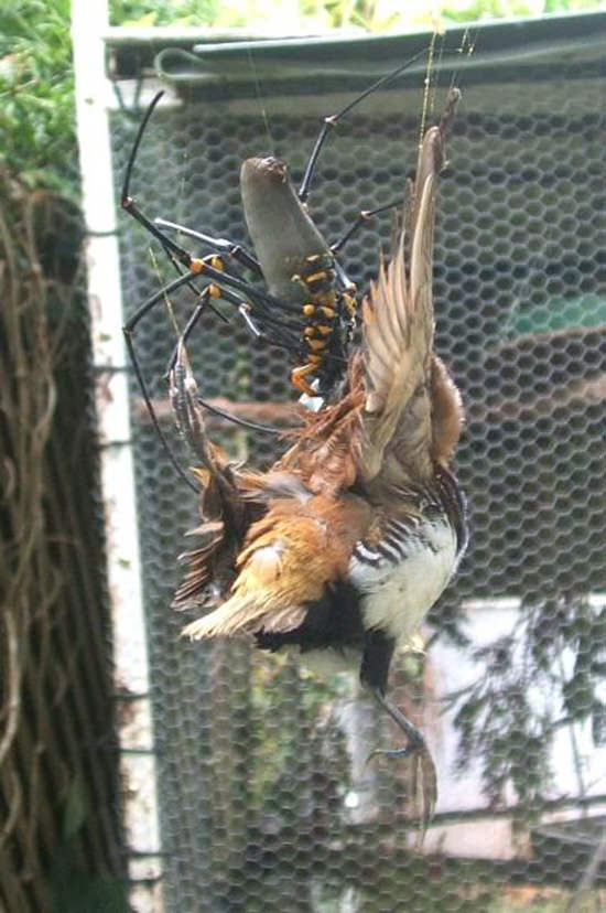 spider-eat-bird
