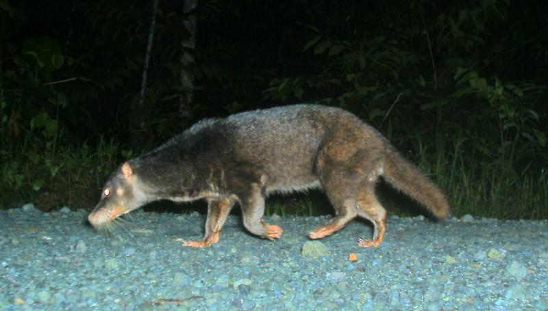 Otterzivette