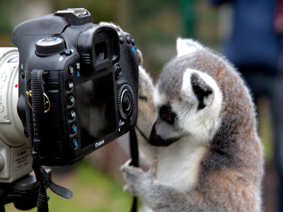 Katta beim Fotos schiessen