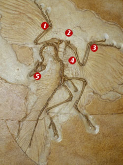 archaeopteryx-fossil17 3
