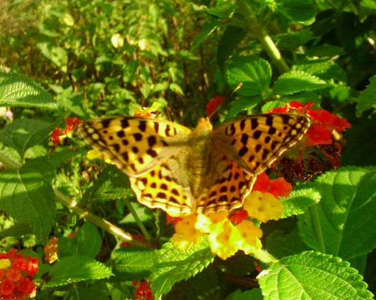 schmetterling