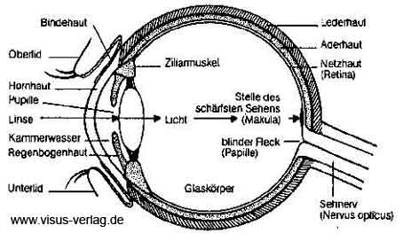 augen-aufbau