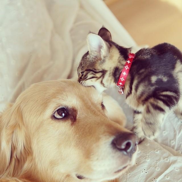 Bilder-Thread kitten-rescued-golden-retriever-ichimi-p