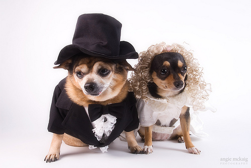 dog-wedding