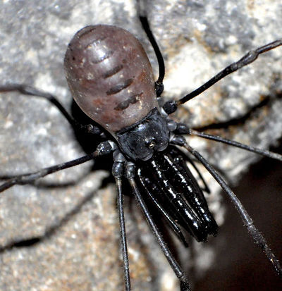 400px-Ischyropsalis lithoclasica female 