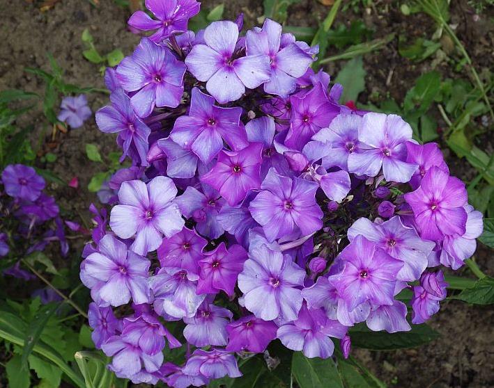  KK 6660Phlox