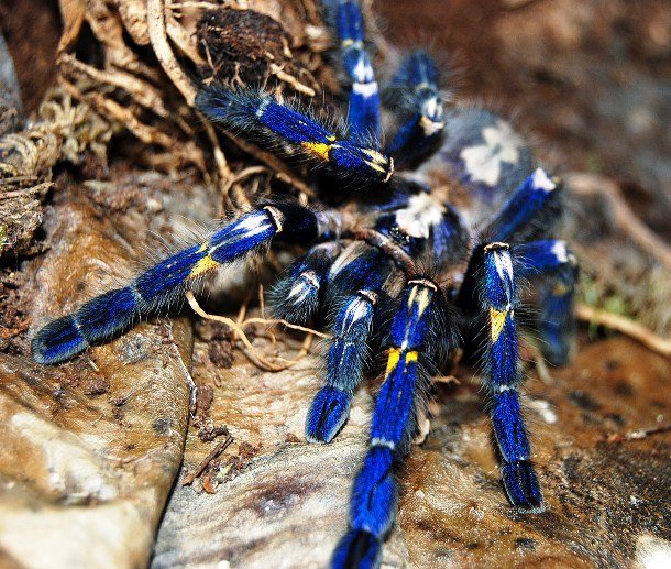 knallblaue Ornamentsvogel-Spinne